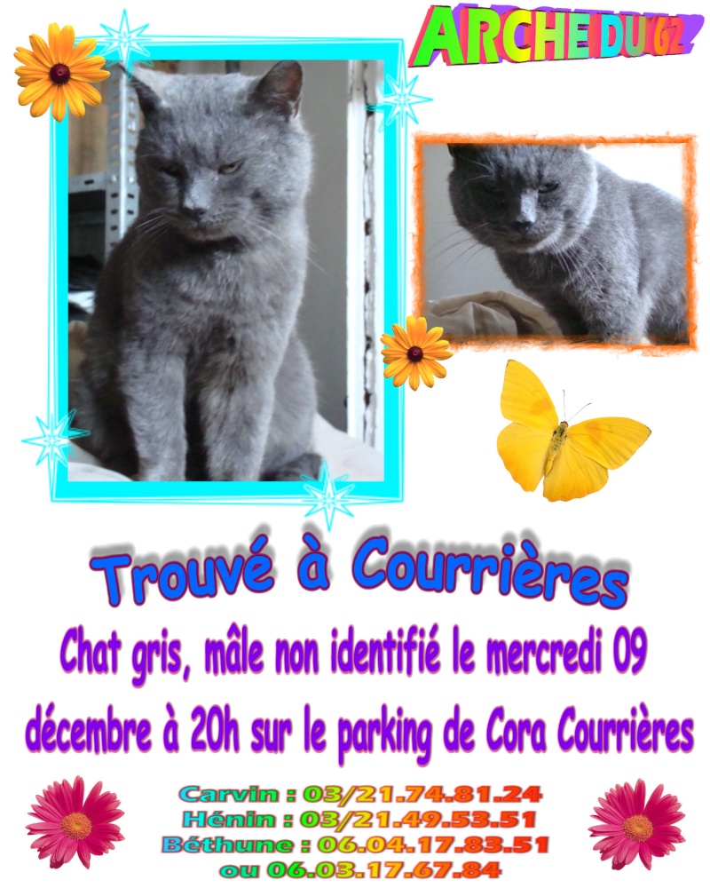 beau chat gris trouvé sur le parking de Cora Courrières Chat_c10