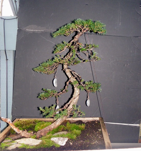 Mountian Hemlock - Ballerina Hmball10