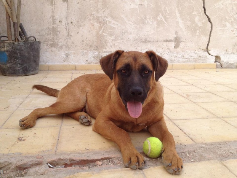 suite du sauvetage des 120 chiens d'Huelva-Espagne 37674410