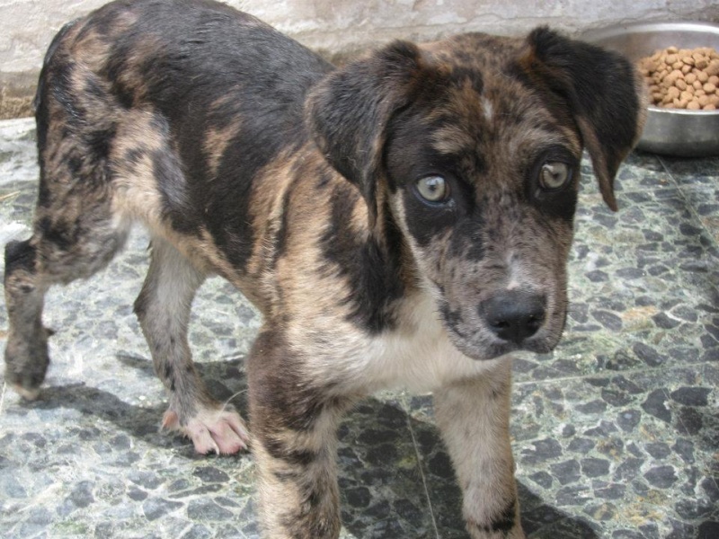 120 chiens menacés d'euthanasie - Espagne - 40965010