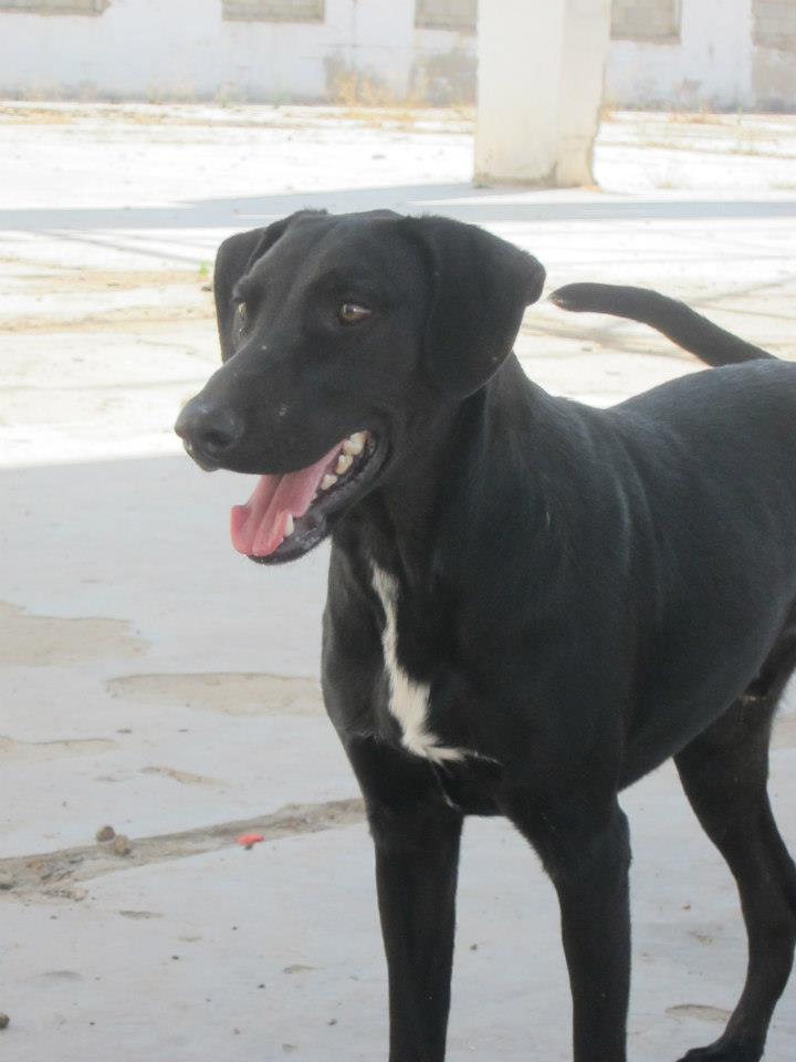 120 chiens menacés d'euthanasie - Espagne - 75536_10