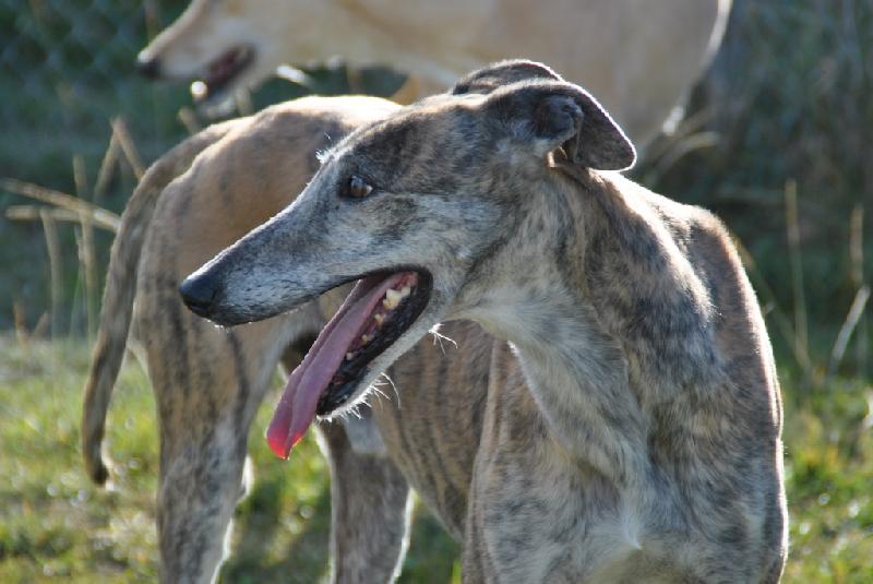 MUSGO  -  GALGO  8 ans  -  ASSO GALGOS FRANCE (ZARAGOZA ESPAGNE) Musgo_14