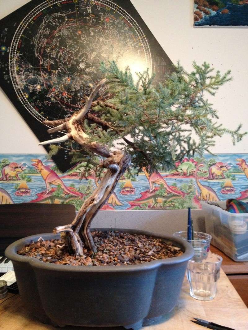 Newbie, not quite sure what to do with this juniper Img_0310