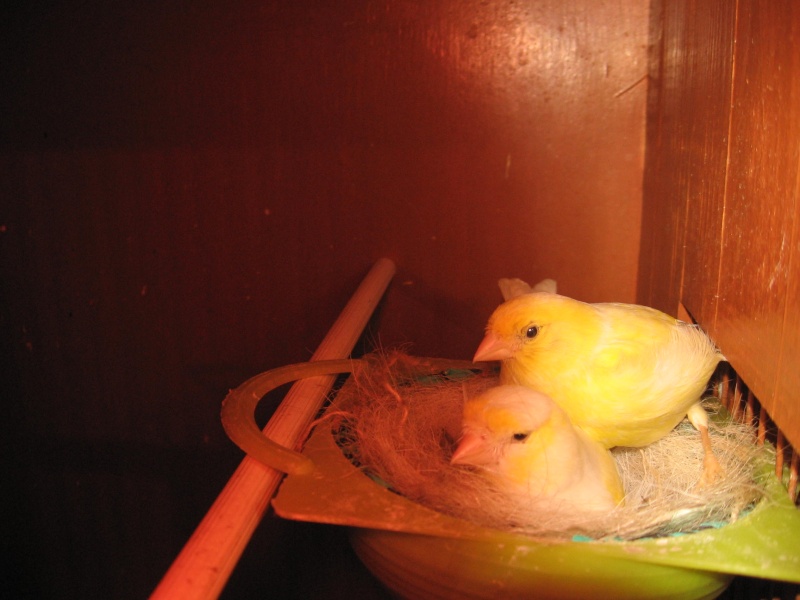 preparation du nid : seulement femelle ou male aussi ? Img_0210