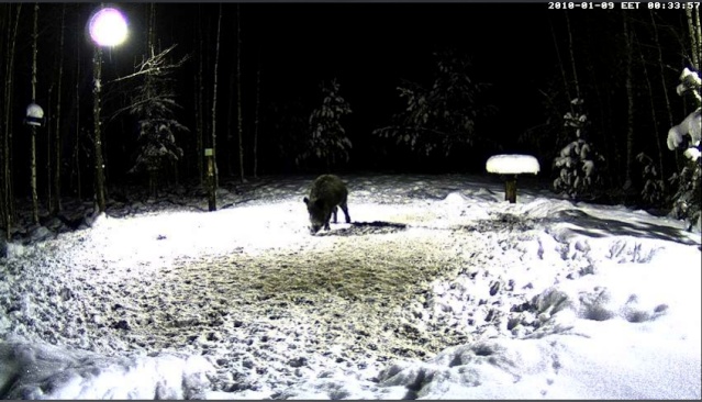 Estonian Wild Pig Cam 2010 - Page 2 Siga_134