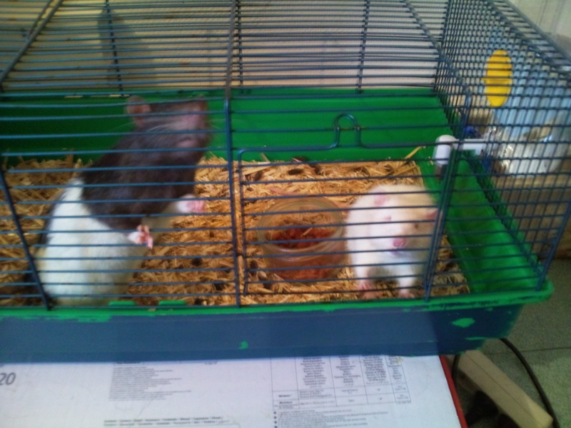 [93] Urgent !! 2 rats mâles !! Photo010