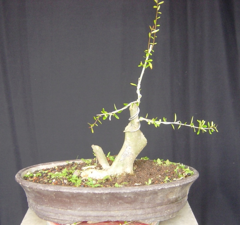 Progression of a Neea buxifolia in 9 years The_fi10