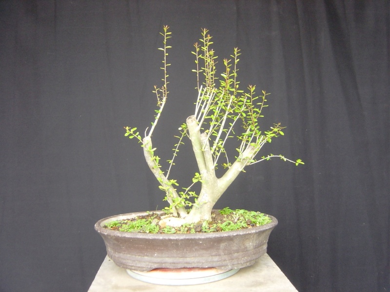Progression of a Neea buxifolia in 9 years The_ma10