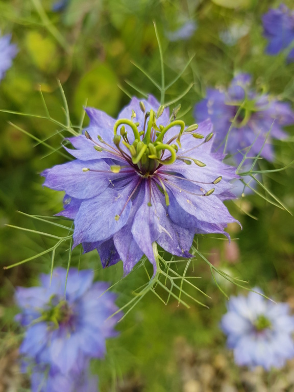 5 juillet : une ou des fleurs 20180610