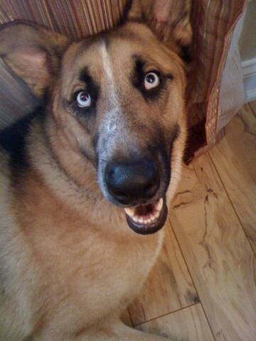 great dane mixed with husky