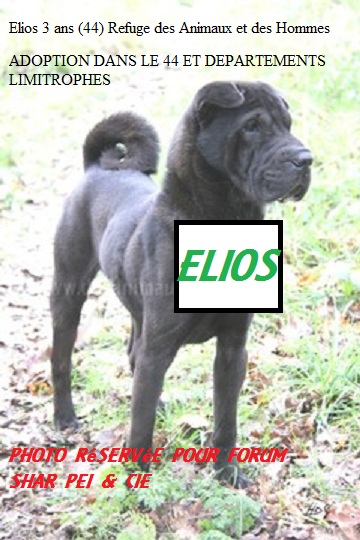 Elios 3 ans (44) Refuge  des Animaux et des Hommes Cache_10