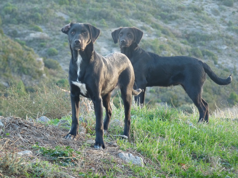 2 chiots croisés à placer Animau14