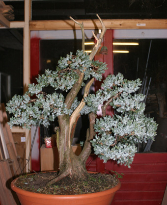 one of my first juniperus glauca Front210