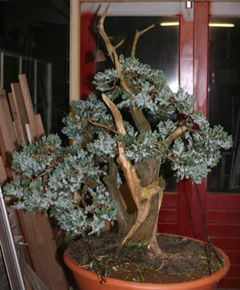 one of my first juniperus glauca Right-10