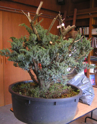 one of my first juniperus glauca Start_10