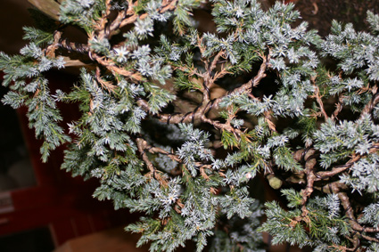 one of my first juniperus glauca Wire10