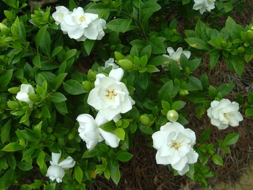 Gardenia jasminoides 'Kleim's hardy' 6a00e510