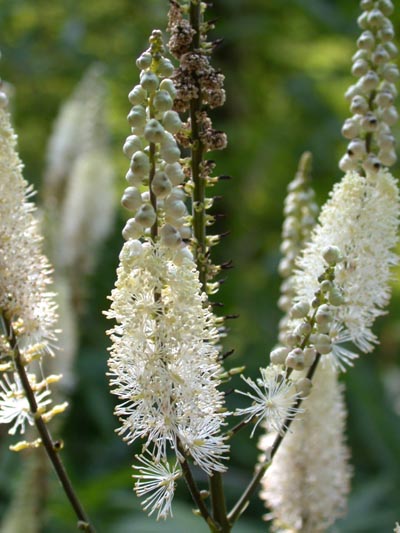 Cimicifuga - actaea racemosa Cimici10