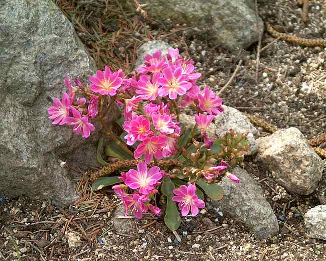 Lewisias cotyledon, plante alpine Lewisi10