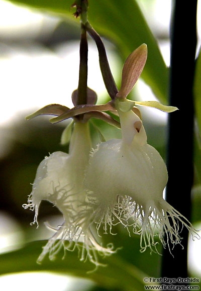 L'Orchidée la plus rare du monde!!! Viu11910