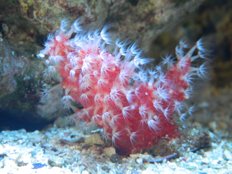 corail rouge du chili Dscn1933