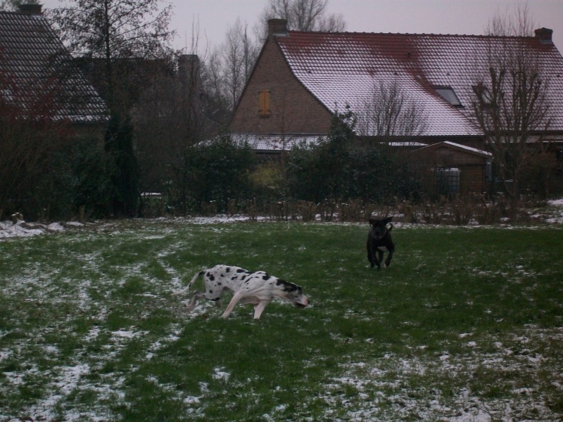 dogues dans la neige 100_0515