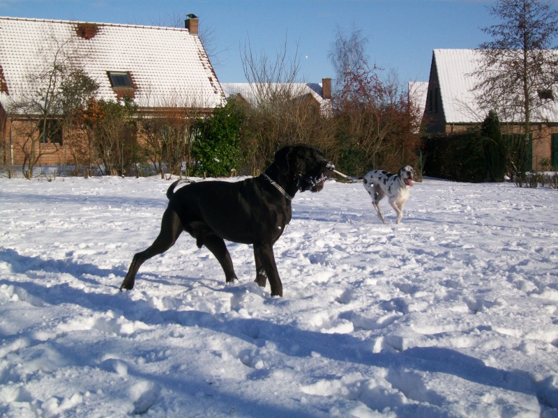 dogues dans la neige 100_0525