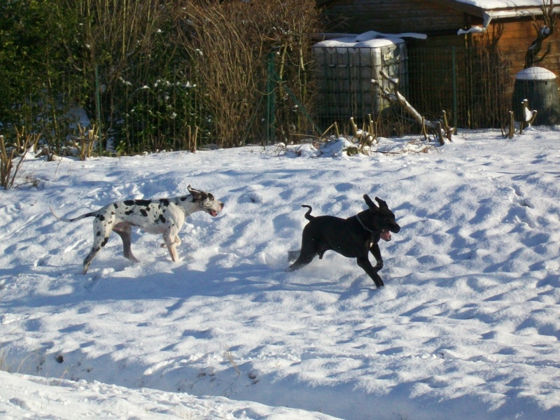 dogues dans la neige 100_0526