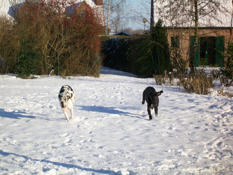 dogues dans la neige 100_0528