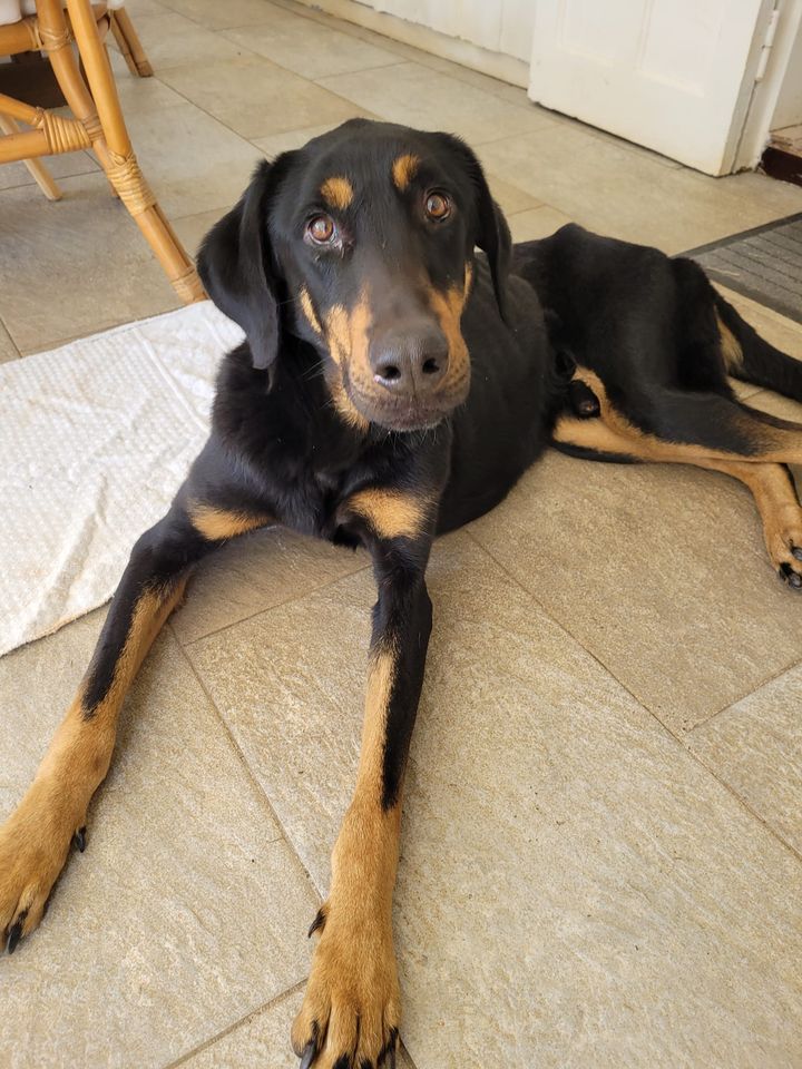 MAGNUM, mâle, type Beauceron, PERENCHIES (59) 30812610