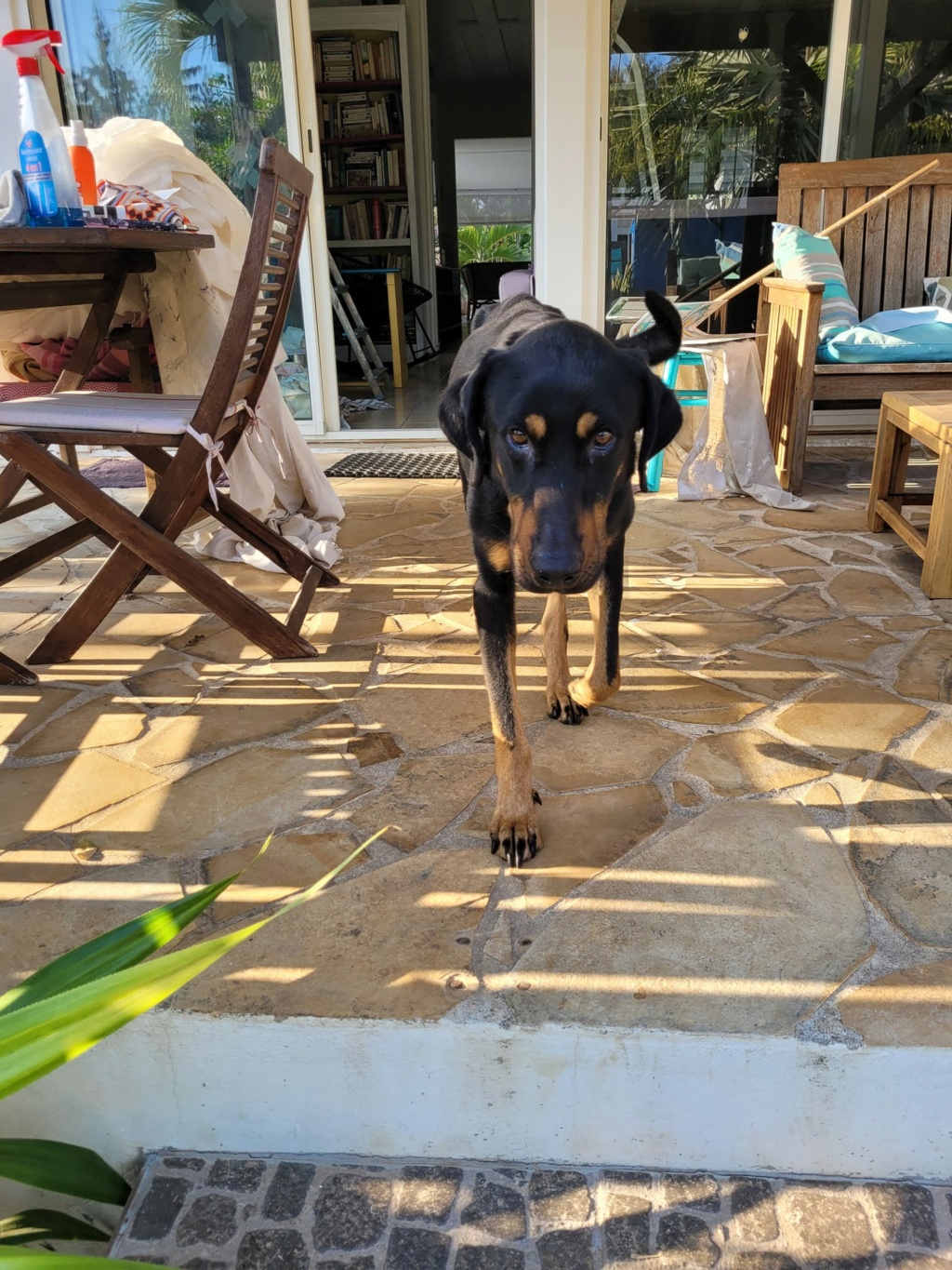 MAGNUM, mâle, type Beauceron, PERENCHIES (59) 30875610