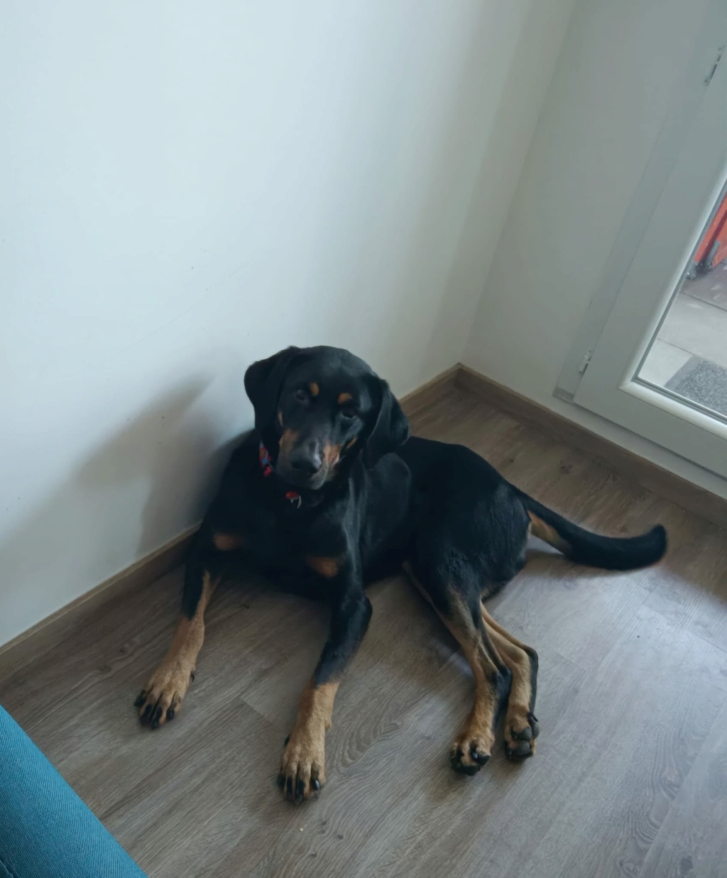 MAGNUM, mâle, type Beauceron, PERENCHIES (59) 31209110