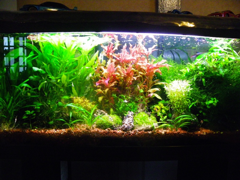 Modification de mon aquarium (120 litres) 120_li10