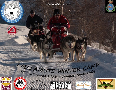 1mo Malamute Winter Camp Ridott10