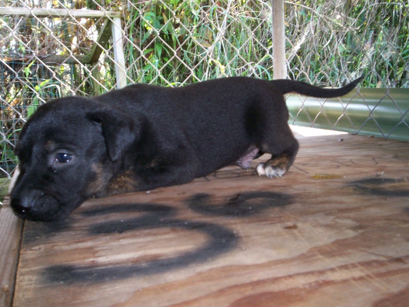 Catahoula/Whippet/German Shepherd Puppies for sale 100_5319