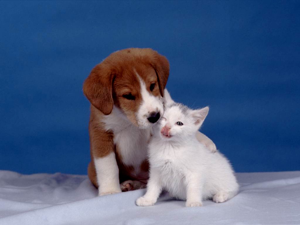 famille d'accueil pour animaux