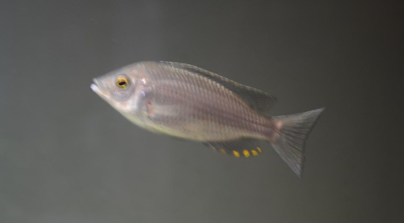 Copadichromis sp. "virginalis Fire crest" Gome Fire_c10