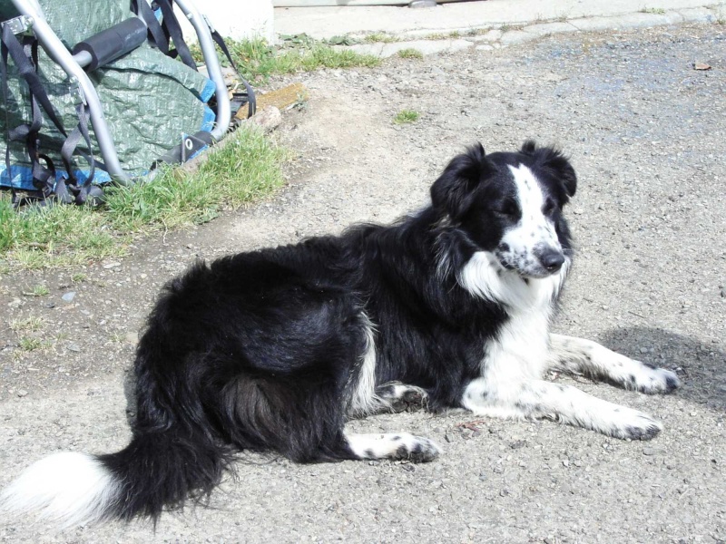 Border Collie perdu à Rennes RETROUVE Kif_3510