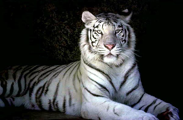 WHITE TIGERS Tigre-10