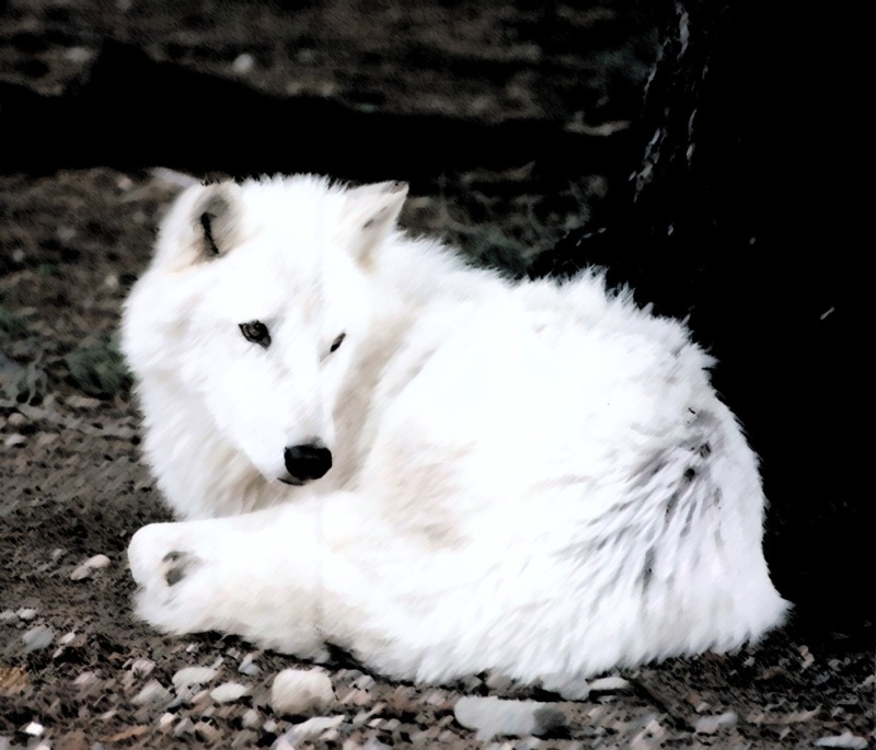 Wolf Pictures White-13