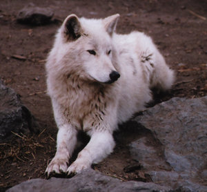 Wolf Pictures White_11