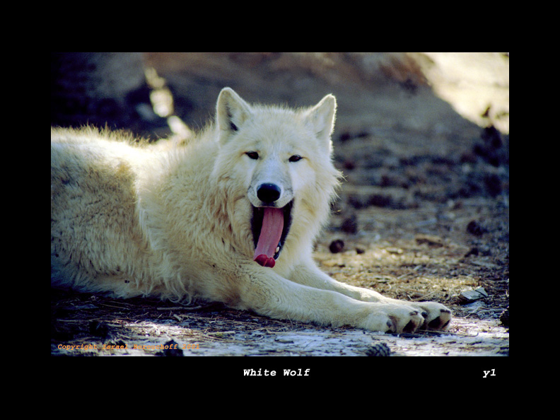 Wolf Pictures Whitew10