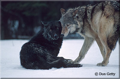 Wolf Pictures Wolves10