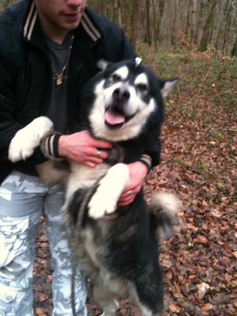 TONIC malamute un beau nounours sympa 5 ans  REF (25) ADOPTE Img_0110