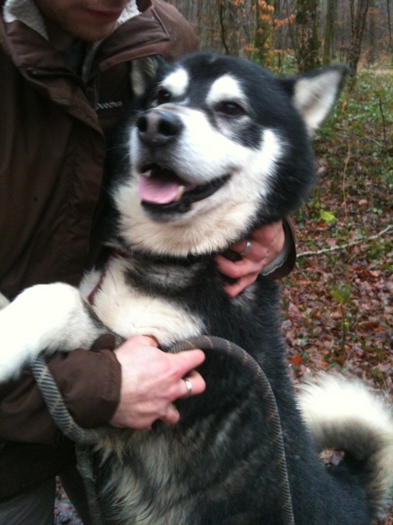 TONIC malamute un beau nounours sympa 5 ans  REF (25) ADOPTE Img_0212