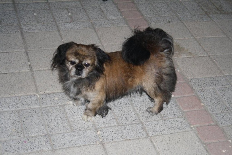 RASTA MALE X SHITZU PEKINOIS 8 ANS Sept2012