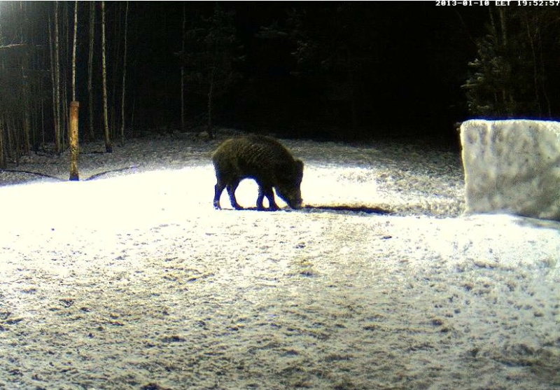 Boars cam, winter 2012 - 2013 - Page 8 2013-025