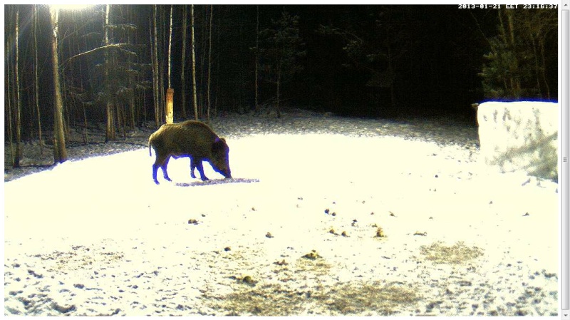 Boars cam, winter 2012 - 2013 - Page 10 2013-036