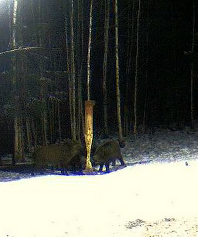 Boars cam, winter 2012 - 2013 - Page 11 2013-037