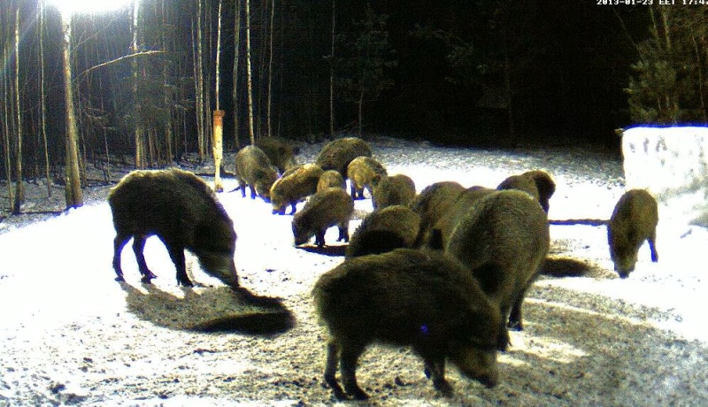 Boars cam, winter 2012 - 2013 - Page 11 2013-038